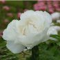 Bai Dew' Snow-white Peony Tree Flower 5 PCS Seeds
