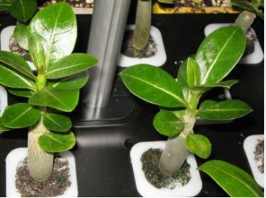 Bai Nangzi' White Wrinkled Adenium Desert Rose 2 PCS Seeds