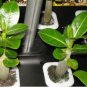 Bai Nangzi' White Wrinkled Adenium Desert Rose 2 PCS Seeds