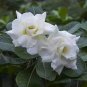 Bai Nangzi' White Wrinkled Adenium Desert Rose 2 PCS Seeds