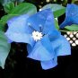 Balcony Blue Bougainvillea Outdoor Netherlands Blooming 50 PCS Seeds