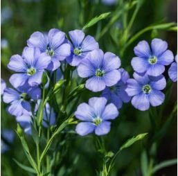 Balcony Hanging Blue Flax Flower 50 PCS Seeds