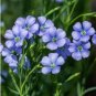 Balcony Hanging Blue Flax Flower 50 PCS Seeds