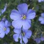 Balcony Hanging Blue Flax Flower 50 PCS Seeds