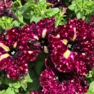 Balcony Patio Potted Petunia Outdoor Perennial Blooming Wine Red Flower 50 PCS Seeds