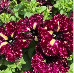 Balcony Patio Potted Petunia Outdoor Perennial Blooming Wine Red Flower 50 PCS Seeds