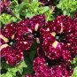 Balcony Patio Potted Petunia Outdoor Perennial Blooming Wine Red Flower 50 PCS Seeds