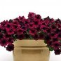 Balcony Patio Potted Petunia Outdoor Perennial Blooming Wine Red Flower 50 PCS Seeds