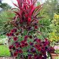 Balcony Patio Potted Petunia Outdoor Perennial Blooming Wine Red Flower 50 PCS Seeds