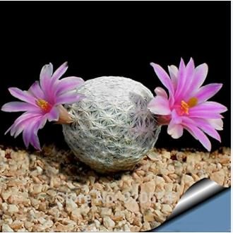 Ball Cactus Pink Flowers 20 PCS Seeds