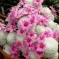 Ball Cactus Pink Flowers 20 PCS Seeds