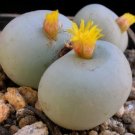 Ball Conophytum vanzylii Cactus 100 PCS Seeds