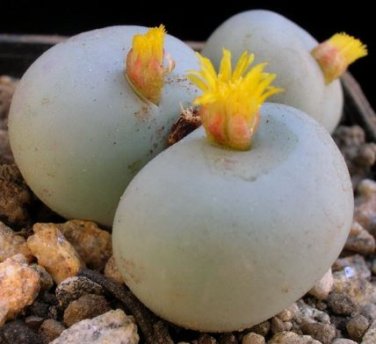 Ball Conophytum vanzylii Cactus 100 PCS Seeds