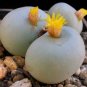 Ball Conophytum vanzylii Cactus 100 PCS Seeds