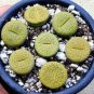 Ball Conophytum vanzylii Cactus 100 PCS Seeds