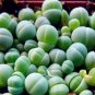 Ball Conophytum vanzylii Cactus 100 PCS Seeds