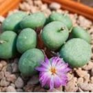 Ball Conophytum vanzylii Cactus Bonsai 100 PCS Seeds Ball Conophytum vanzylii Cactus Bonsai 100 PCS Seeds