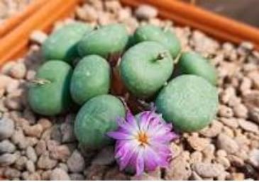Ball Conophytum vanzylii Cactus Bonsai 100 PCS Seeds