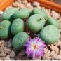 Ball Conophytum vanzylii Cactus Bonsai 100 PCS Seeds