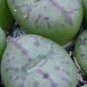 Ball Conophytum vanzylii Cactus Bonsai 100 PCS Seeds