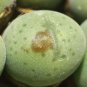 Ball Conophytum vanzylii Cactus Bonsai 100 PCS Seeds