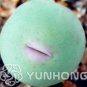Ball Conophytum vanzylii Cactus Bonsai 100 PCS Seeds