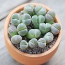 Ball Conophytum vanzylii Cactus Bonsai Rare Succulent Plant 100 PCS Seeds Ball Conophytum vanzylii Cactus Bonsai Rare Succulent Plant 100 PCS Seeds