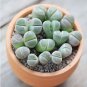 Ball Conophytum vanzylii Cactus Bonsai Rare Succulent Plant 100 PCS Seeds