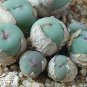 Ball Conophytum vanzylii Cactus Bonsai Rare Succulent Plant 100 PCS Seeds