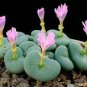 Ball Conophytum vanzylii Cactus Bonsai Rare Succulent Plant 100 PCS Seeds