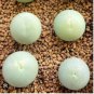 Ball Conophytum vanzylii Lithop 100 PCS Seeds