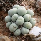 Ball Conophytum vanzylii Cactus Bonsai Rare Succulent Plant 100 PCS Seeds Ball Conophytum vanzylii Cactus Bonsai Rare Succulent Plant 100 PCS Seeds