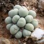 Ball Conophytum vanzylii Cactus Bonsai Rare Succulent Plant 100 PCS Seeds