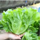 Ball Lettuce Vegetable Potted Plant 160 PCS Seeds