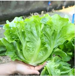 Ball Lettuce Vegetable Potted Plant 160 PCS Seeds