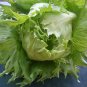 Ball Lettuce Vegetable Potted Plant 160 PCS Seeds
