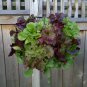 Ball Lettuce Vegetable Potted Plant 160 PCS Seeds