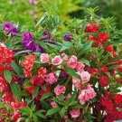 Balsam Flower Bonsai Impatiens Balsamina Bonsai Flower 100 PCS Seeds