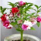 Balsam Flower Bonsai Impatiens Balsamina Bonsai Flower 100 PCS Seeds