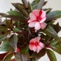 Balsam Flower Bonsai Impatiens Balsamina Bonsai Flower 100 PCS Seeds