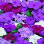 Balsam Flower Bonsai Impatiens Balsamina Bonsai Flower 100 PCS Seeds