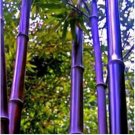 Bamboo Seed Lucky Moso Tree Seeds Dark Purple Color 50 PCS Seeds Bamboo Seed Lucky Moso Tree Seeds Dark Purple Color 50 PCS Seeds
