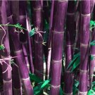 Bamboo Seeds Mixed Green Black Purple Yellow Colors 60 PCS Seeds