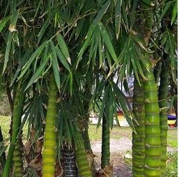 Bambusa Ventricosa Seed Bamboo Hardy Clumping 50 PCS Seeds