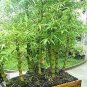 Bambusa Ventricosa Seed Bamboo Hardy Clumping 50 PCS Seeds