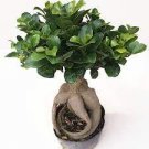 Banyan Tree Seed Ficus Ginseng 20 PCS Seeds Banyan Tree Seed Ficus Ginseng 20 PCS Seeds