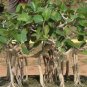 Banyan Tree Seed Ficus Ginseng 20 PCS Seeds