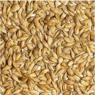 Barley 50 PCS Seeds Barley 50 PCS Seeds