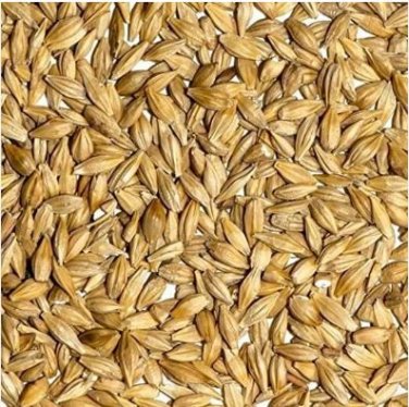 Barley 50 PCS Seeds