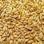 Barley 50 PCS Seeds